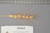 Click for 1 image(s) for this accession. Spike